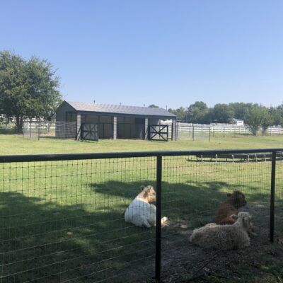 18x35x8 Animal Loafing Shed with Tack Room