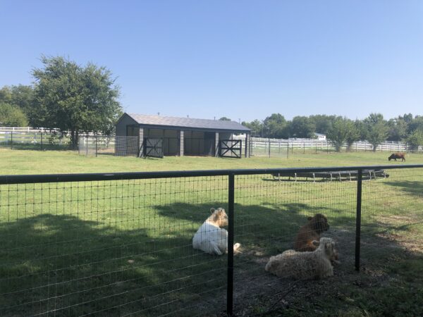 18x35x8 Animal Loafing Shed with Tack Room