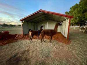 20x16x7 Animal Loafing Shed