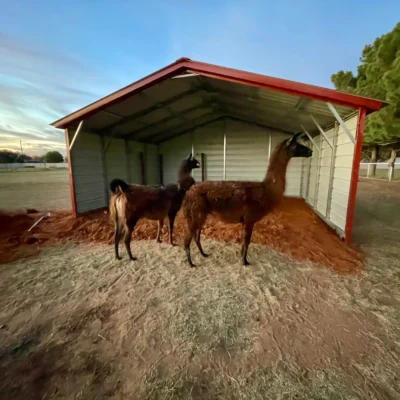 20x16x7 Animal Loafing Shed
