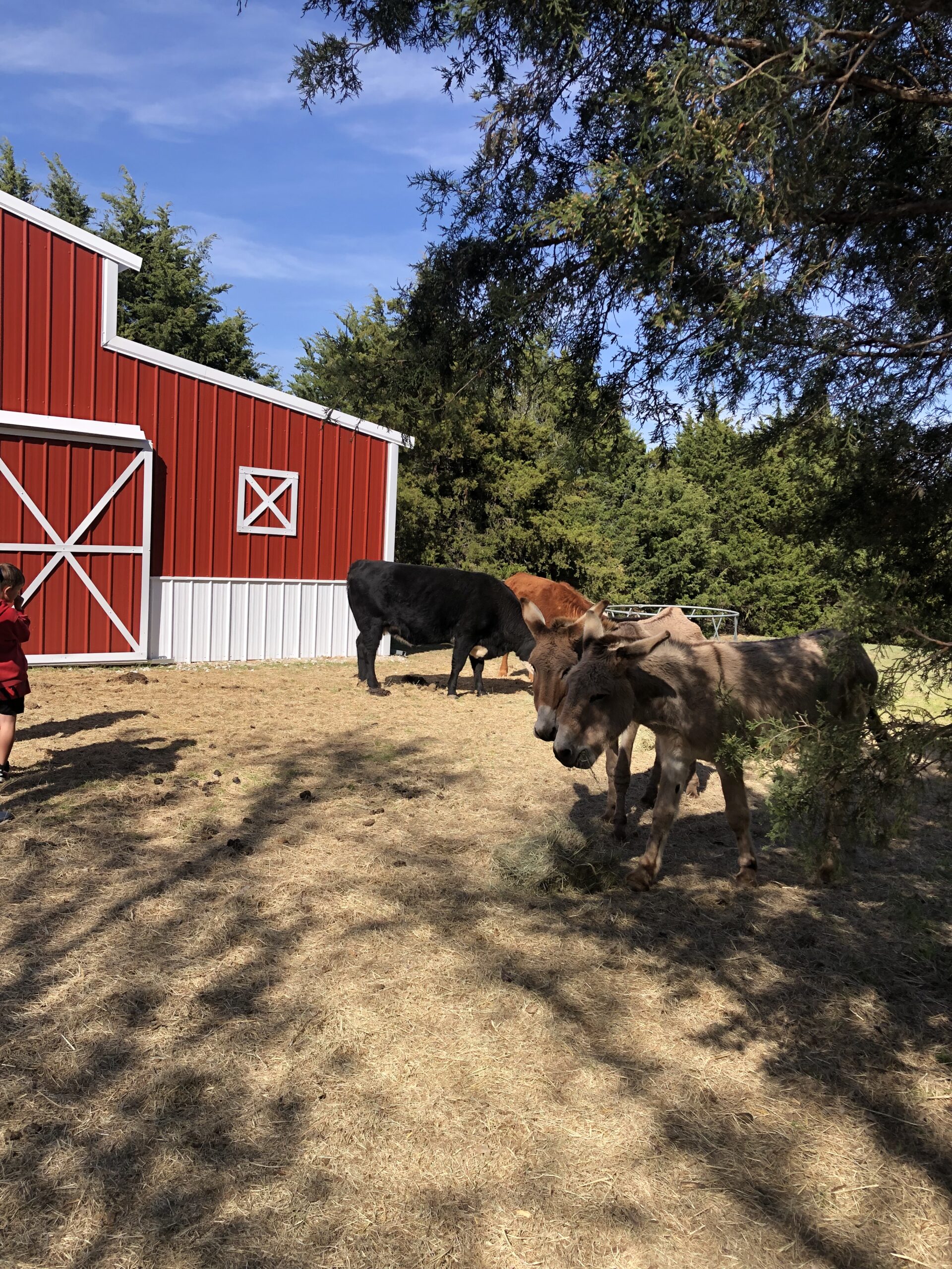 42x25x14/9 Agricultural Barn - Image 3